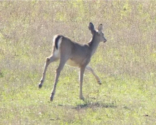 Deer+1.jpg