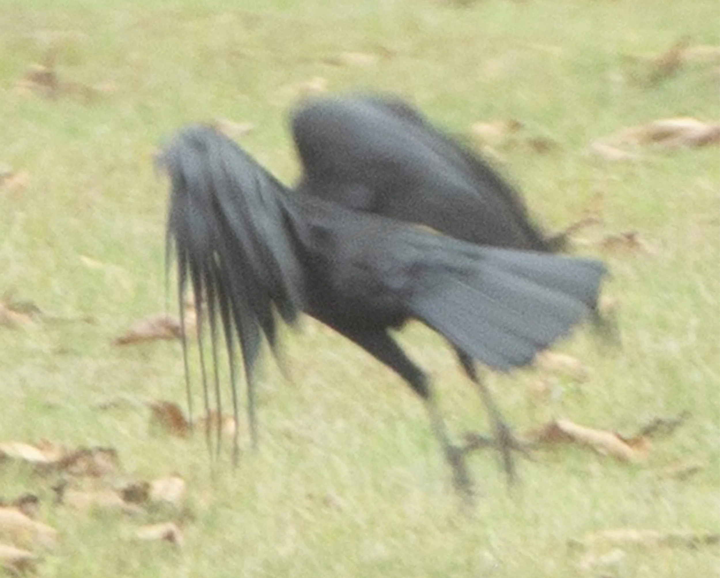 Crow 3.jpg