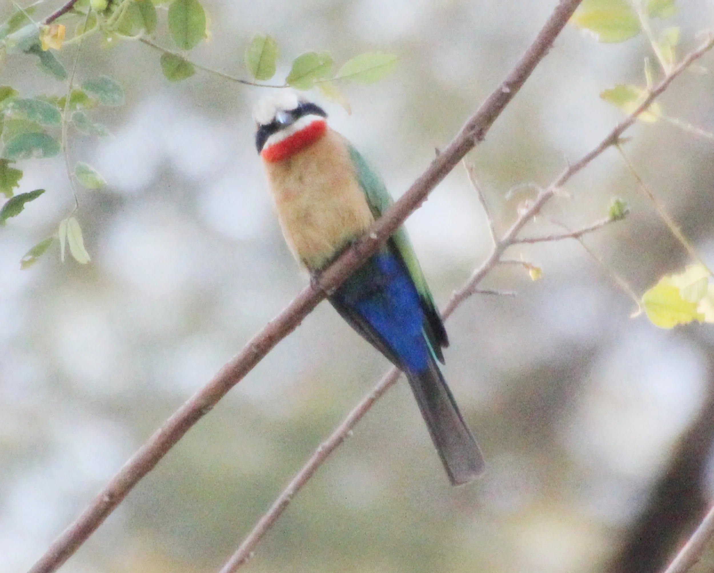 Bee Eater.jpg