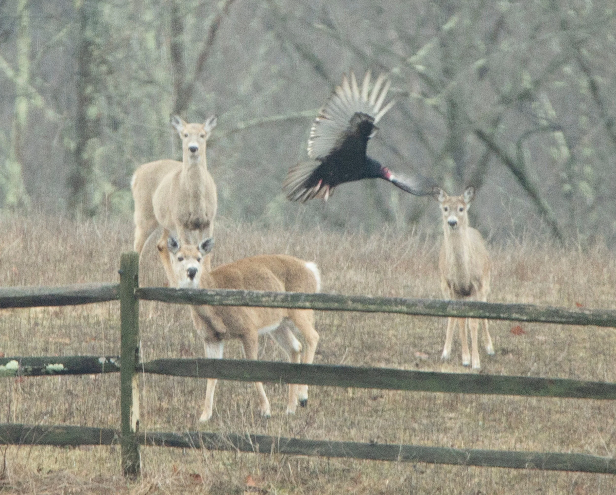 Deer + Vulture Wide.jpg