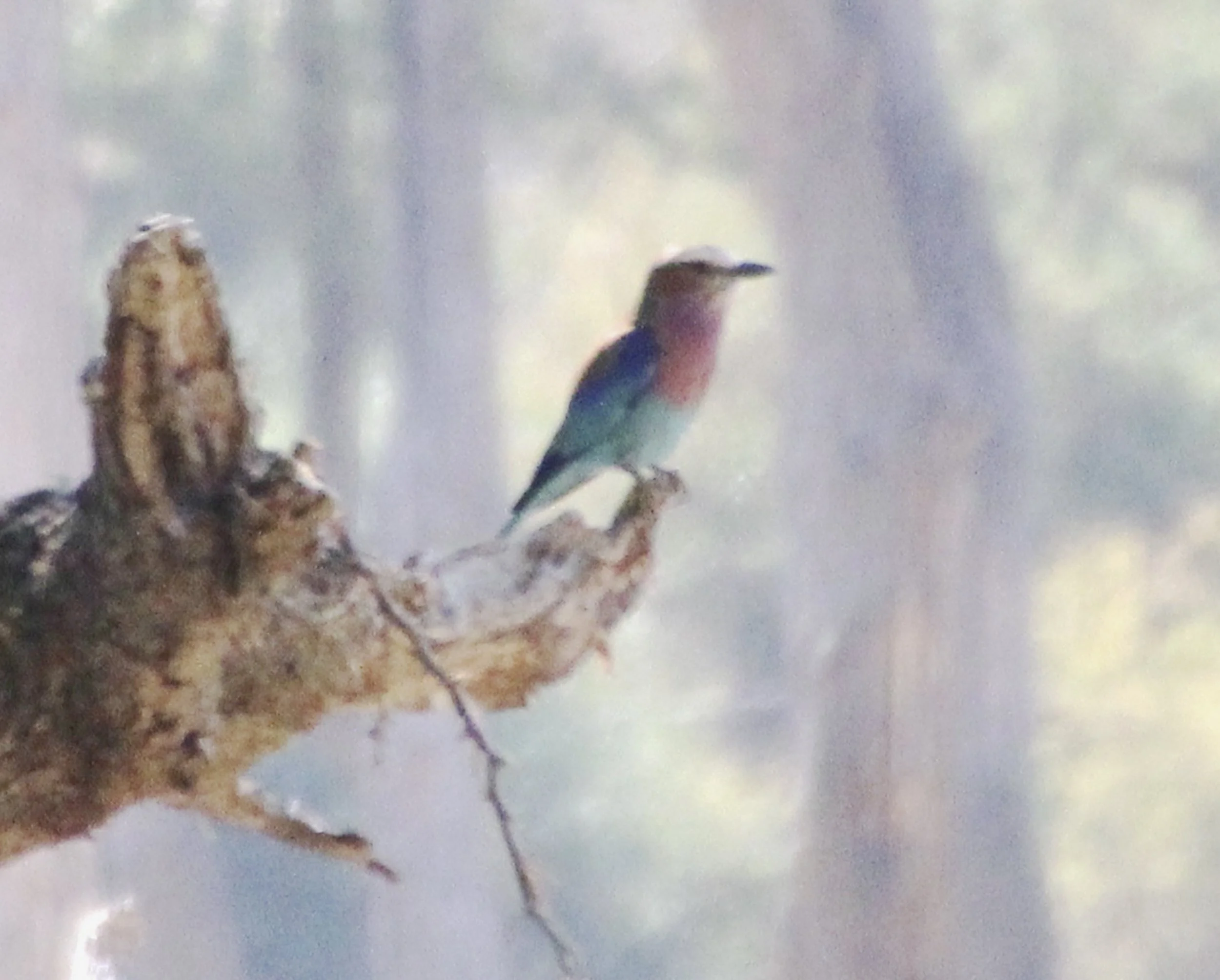 Untitled-1_0003_Layer 3.jpg