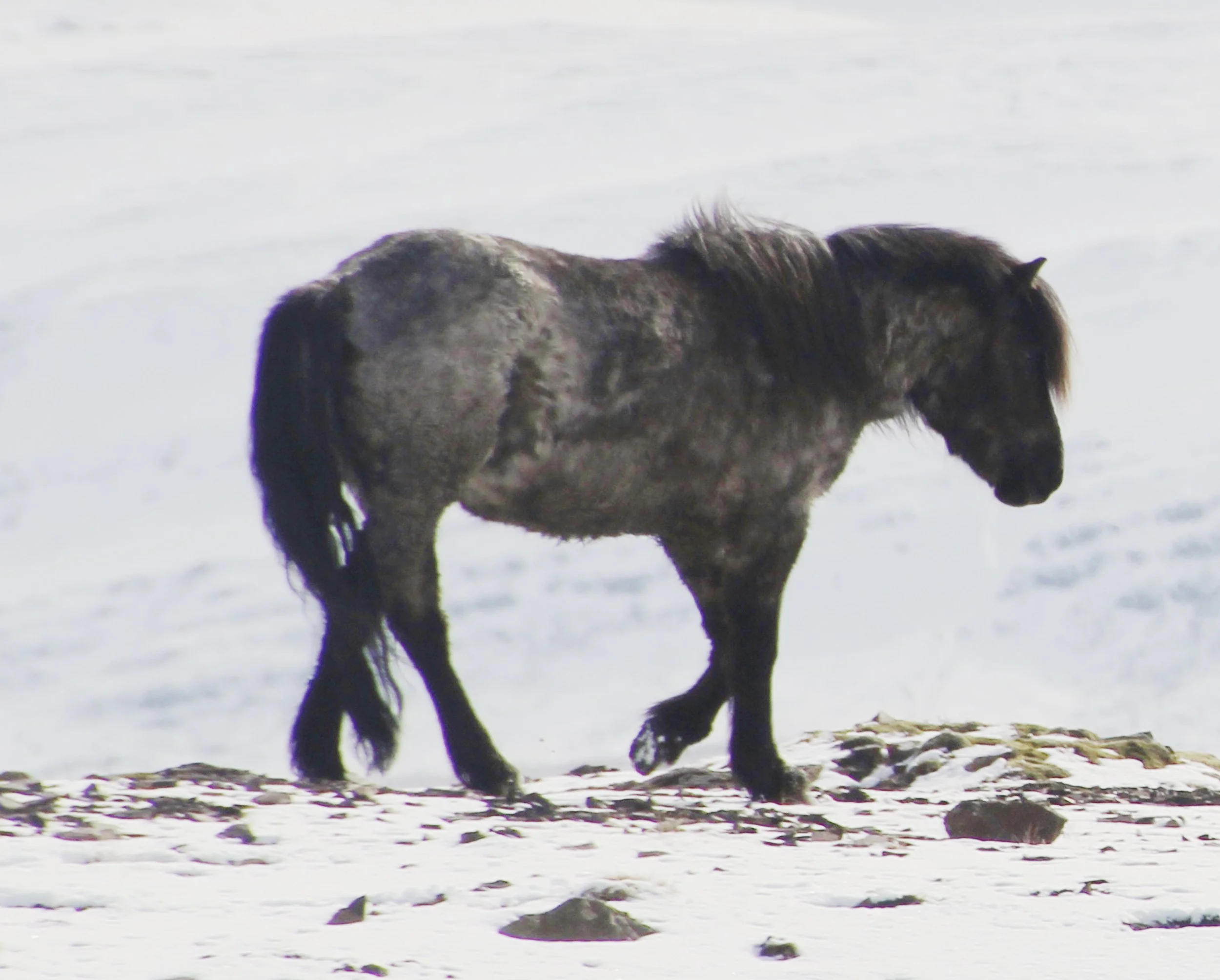 Untitled-1_0000_Layer 1.jpg