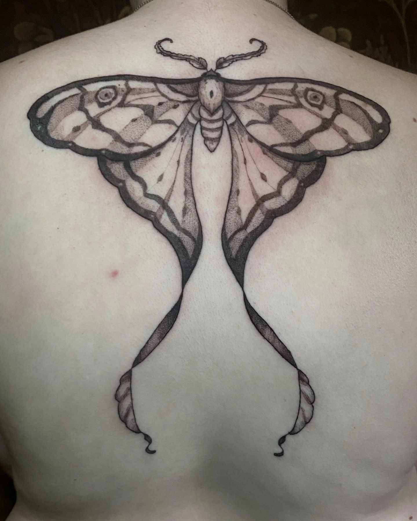Stylized moth tattoo for my client, had a lot of fun with this one!

I've still got availability in November/December, so just give me a shout if you want to book!

 #mothtattoo #denton #dentontattoos #dentontattooartist #dentontattoo #dallastattoo #