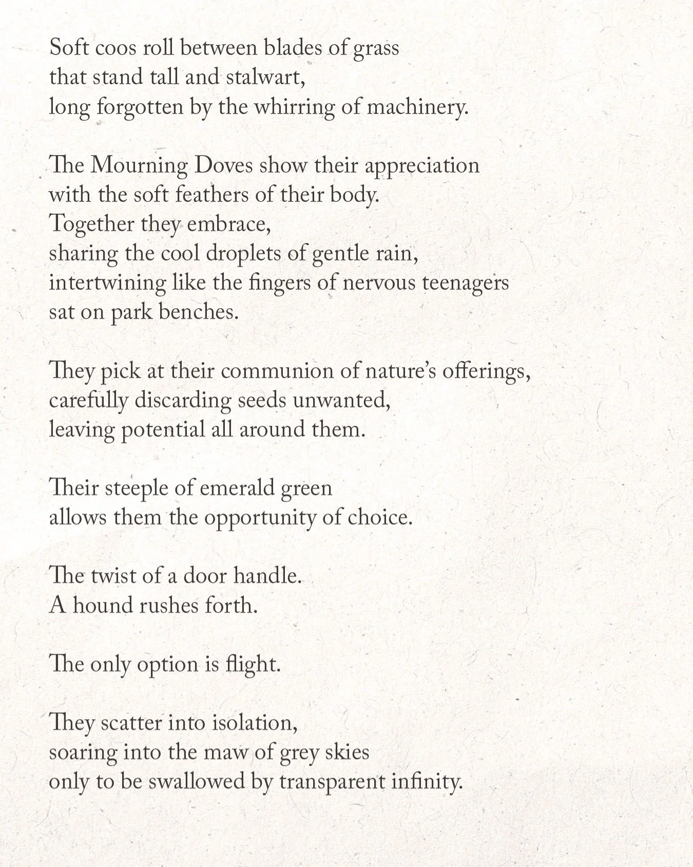 An observation of Mourning Doves