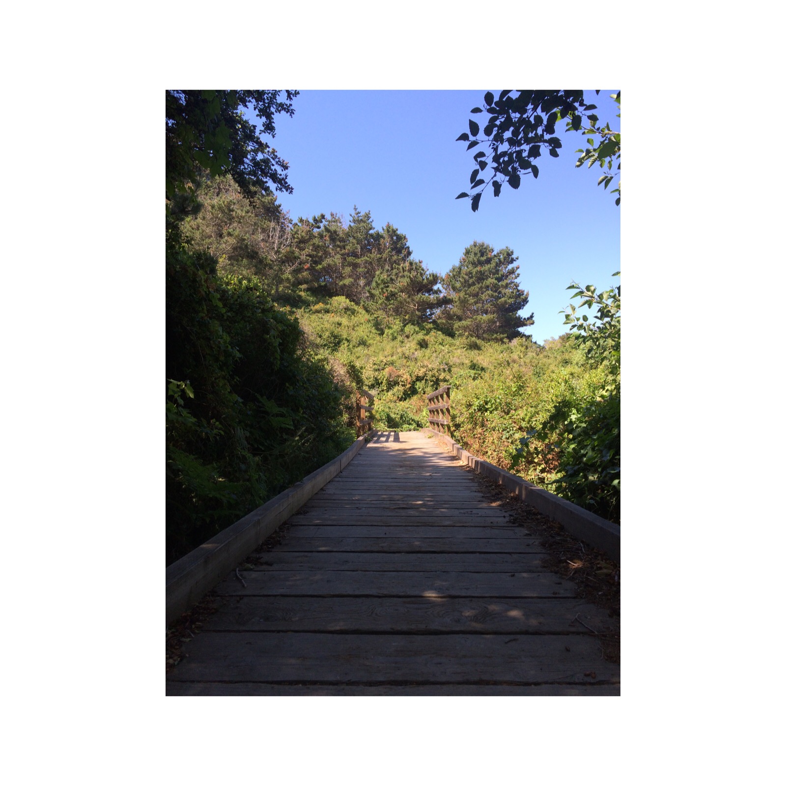 Hiking along the Muddy Hollow trail, toward Limantour Beach, at Point Reyes National Seashore. Image by Gitanjali Bhattacharjee.