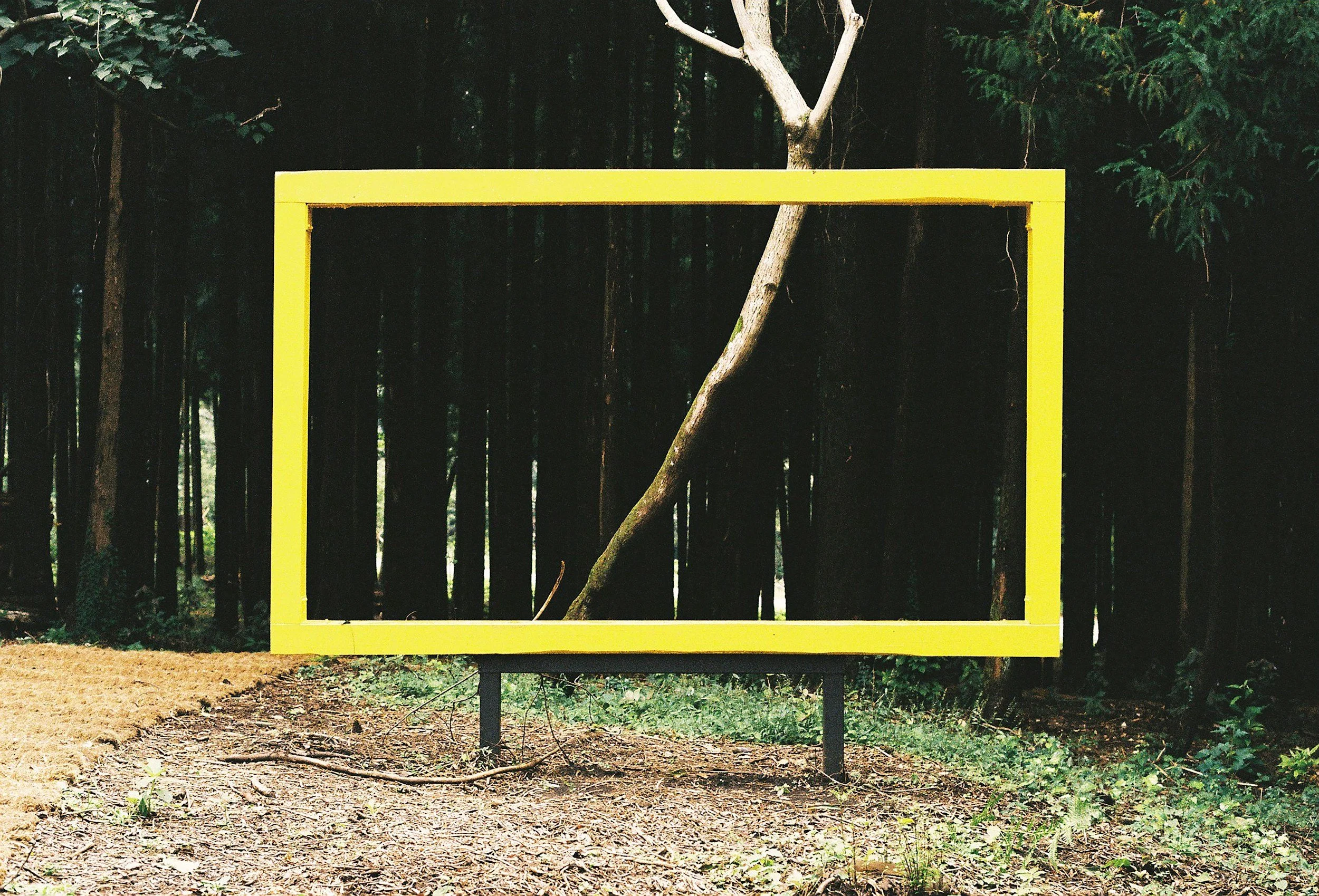 A path leads into a dark forest with tall straight tree trunks visible. On the dirt beside the path, a yellow rectangular frame lies horizontally, emphasizing a dead tree with no branches that is catching the light. Image by Ash Hays