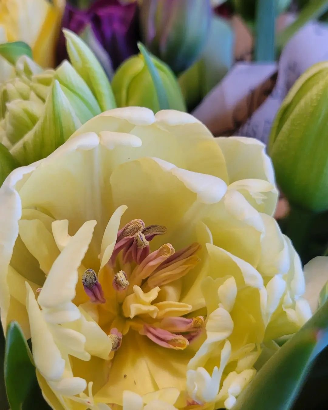 How are y'all feeling about all this rain? They say April showers bring May flowers; and until then, we are loving on the flowers April has to offer. Swooning over these tulip bouquets from Old Friends Farm.

#randomharvestmarket #shoplocal #aprilsho