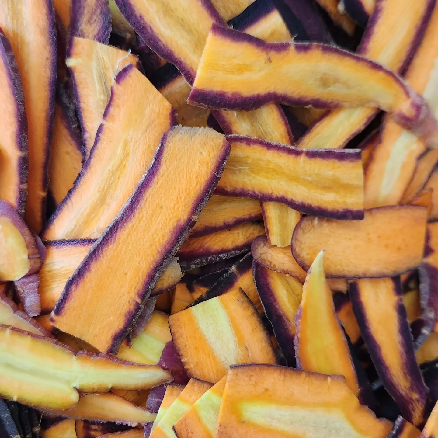 Organic Dragon Carrots, about to become dragon carrot pickles! 🐉🥕🥒