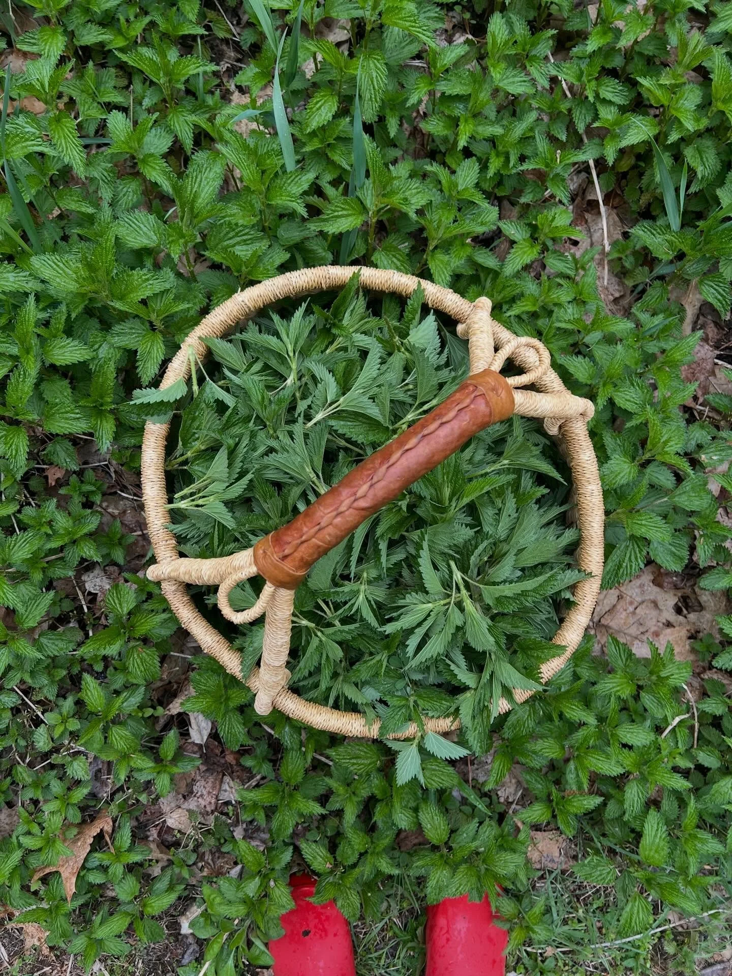 Our first Soup Night fundraiser is tonight! 🎉 🎉 🎉 

We cannot wait to welcome you for a yummy meal and to share the joy of gathering. 

We are making two soups for tonight - nettle soup (v, gf, made with just-harvested nettles), and a sausage, kal