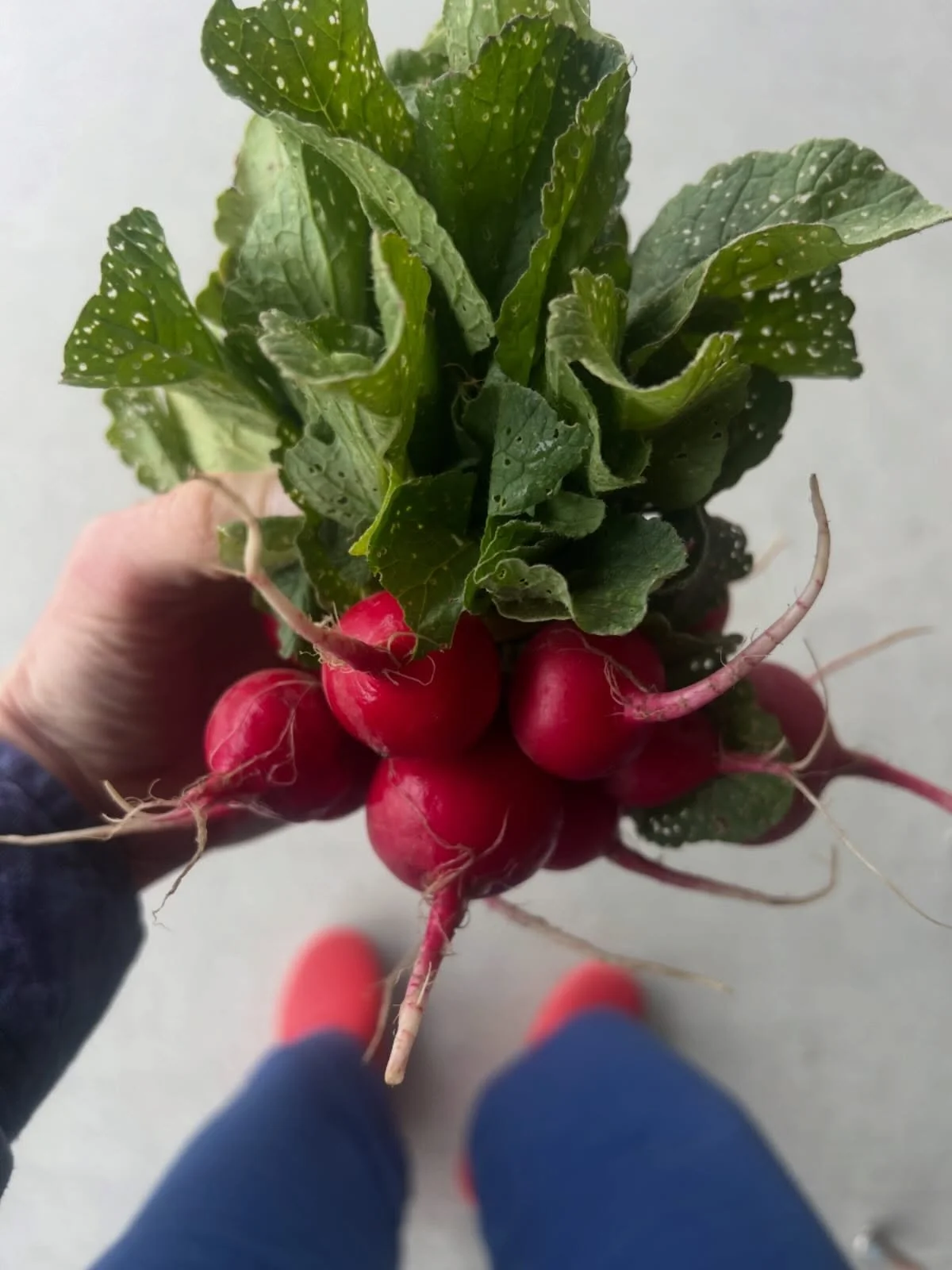 Open 8-7 all weekend and stocked with local veggies, like these gorgeous radishes. We also have local mushrooms, rhubarb, asparagus, bok coi, salad greens, flowers, and more 🎉 💐 🥗