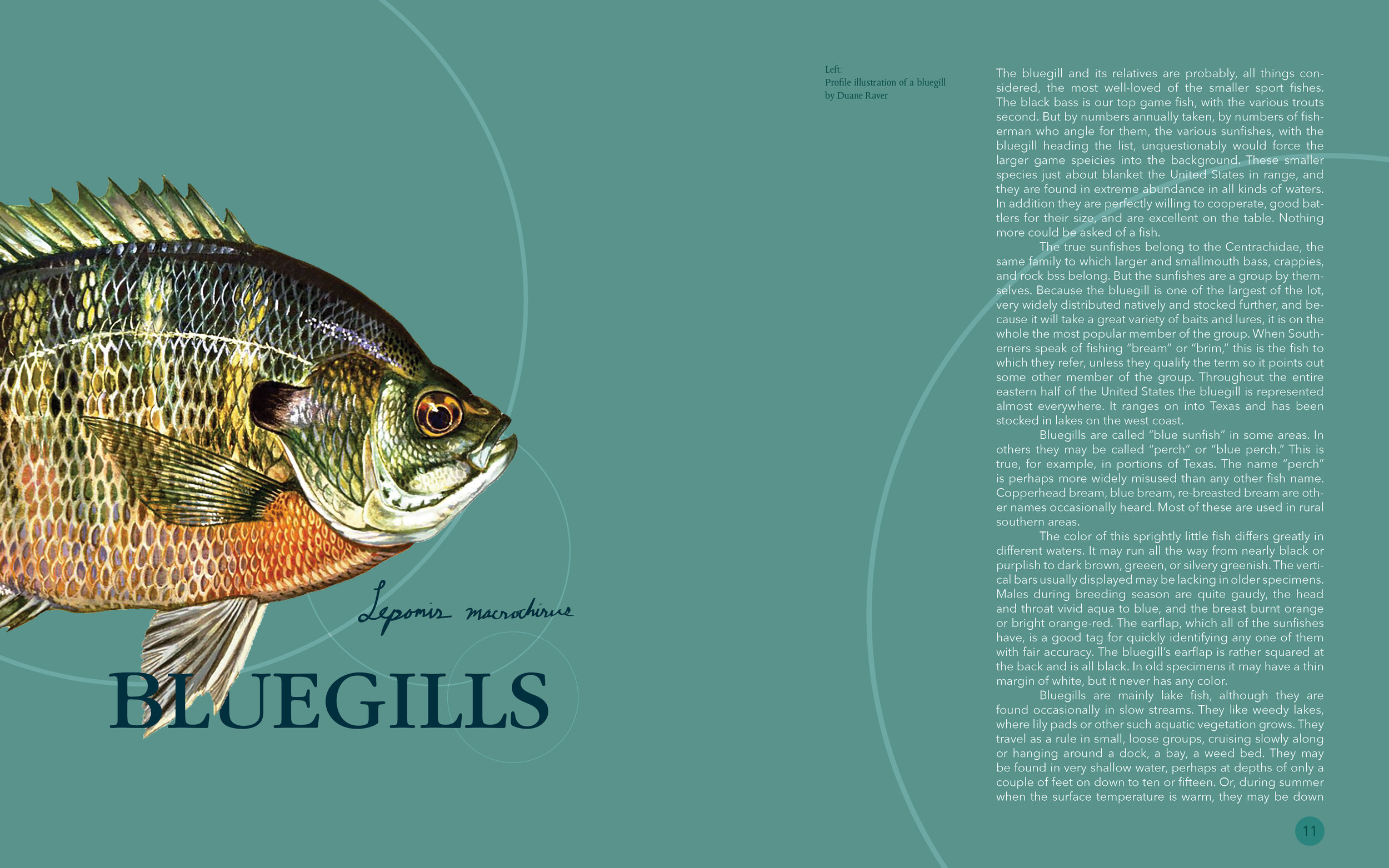 fishbook37.jpg