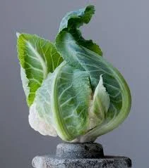 cabbage.jpg