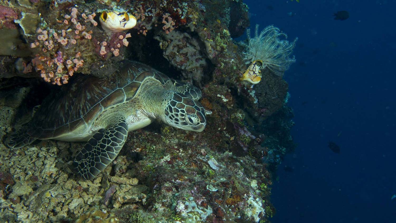 Bunaken_Dive_1.jpg