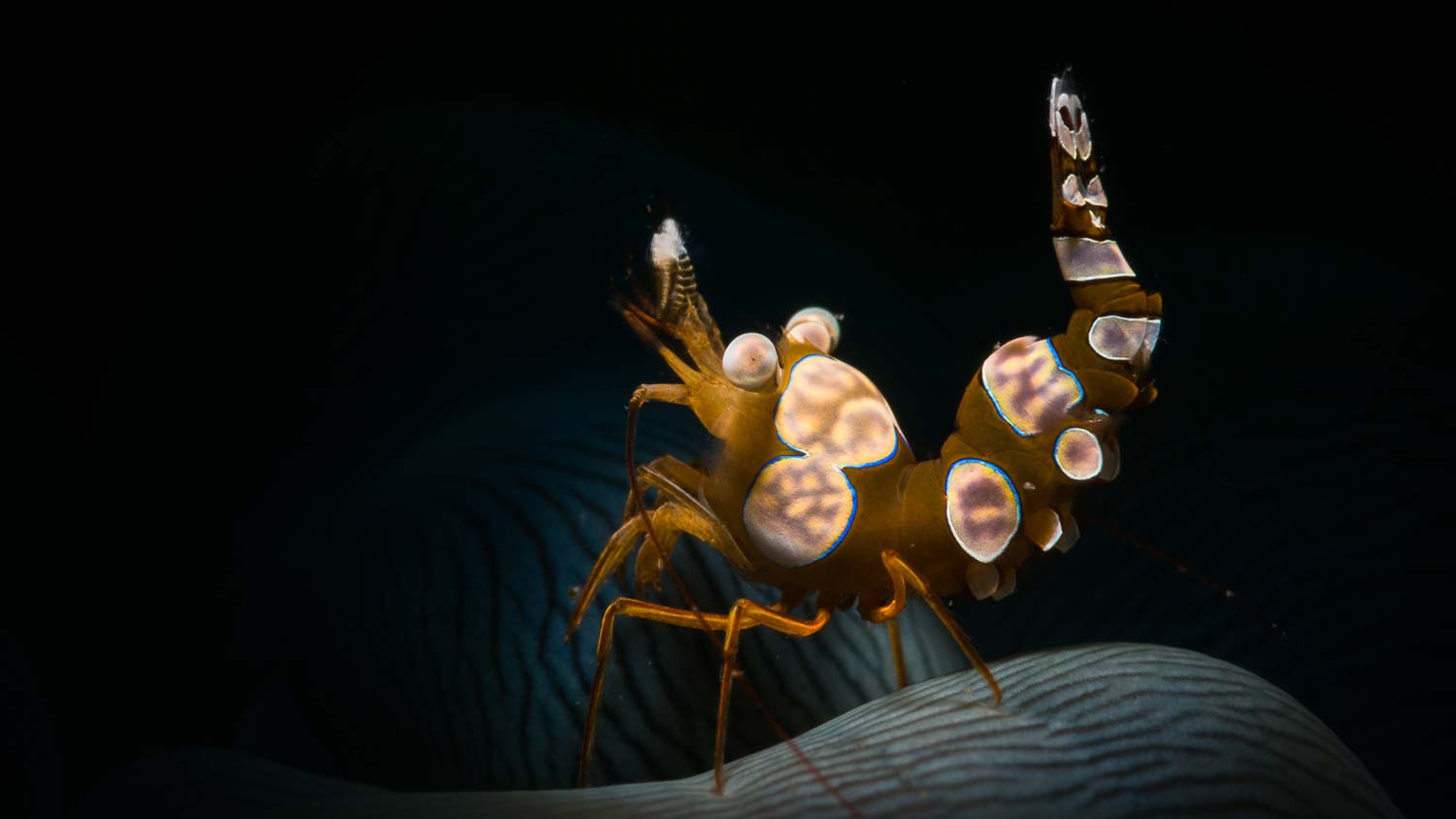 Lembeh_Diving_004.jpg