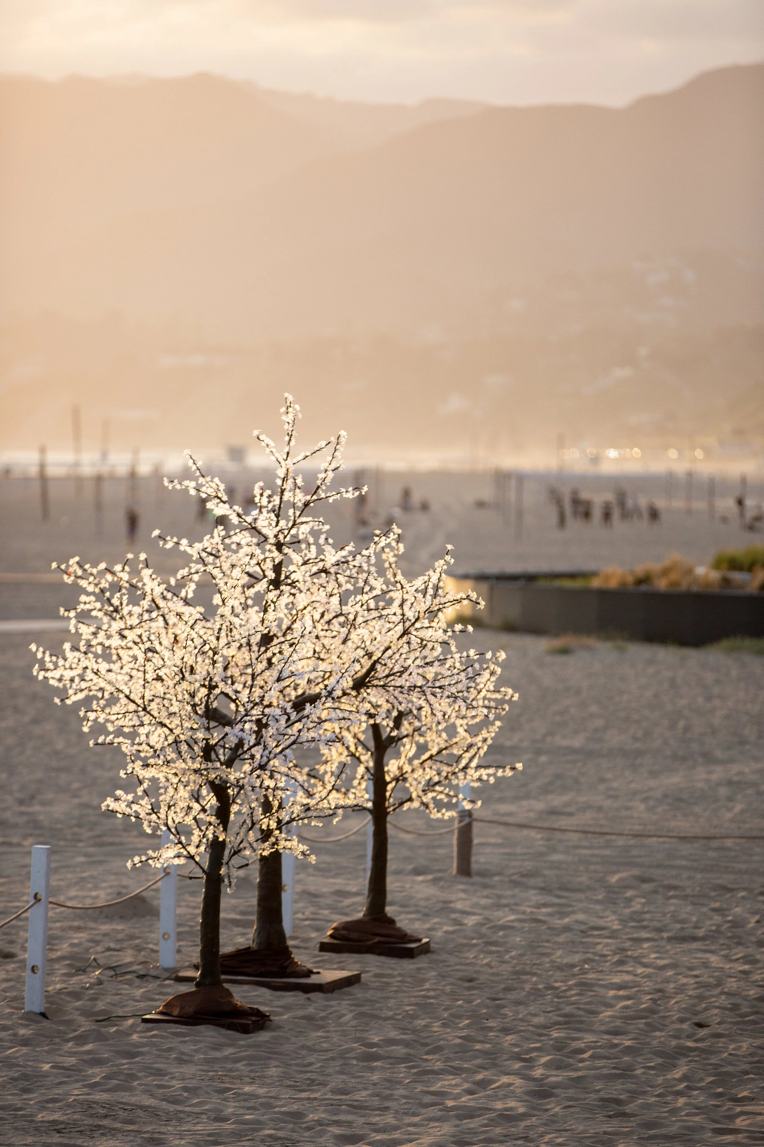 20190429SeaofStars_460.JPG