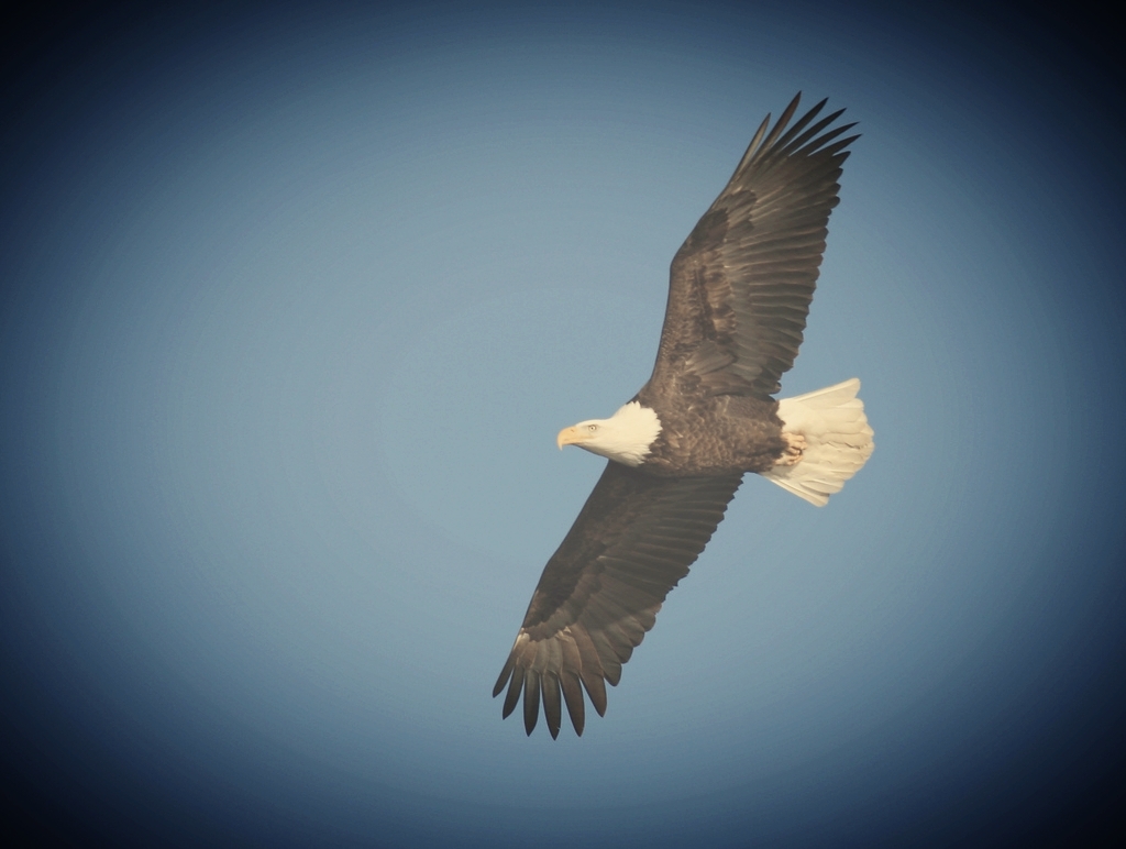 We are so blessed to have 4+ eagles nest on Big Blake Lake! Guests talk about watching them throughout their stay! 