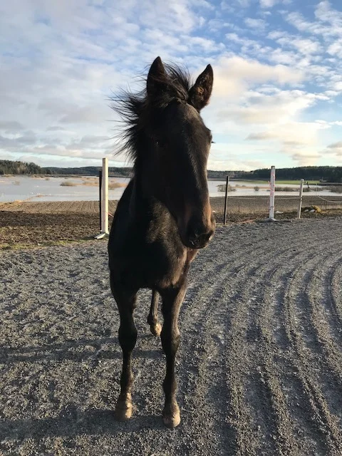 Hästar till salu på Svärbro Gård!