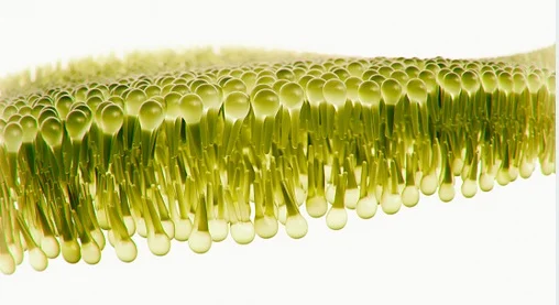 random membrane istock img95852471.jpg