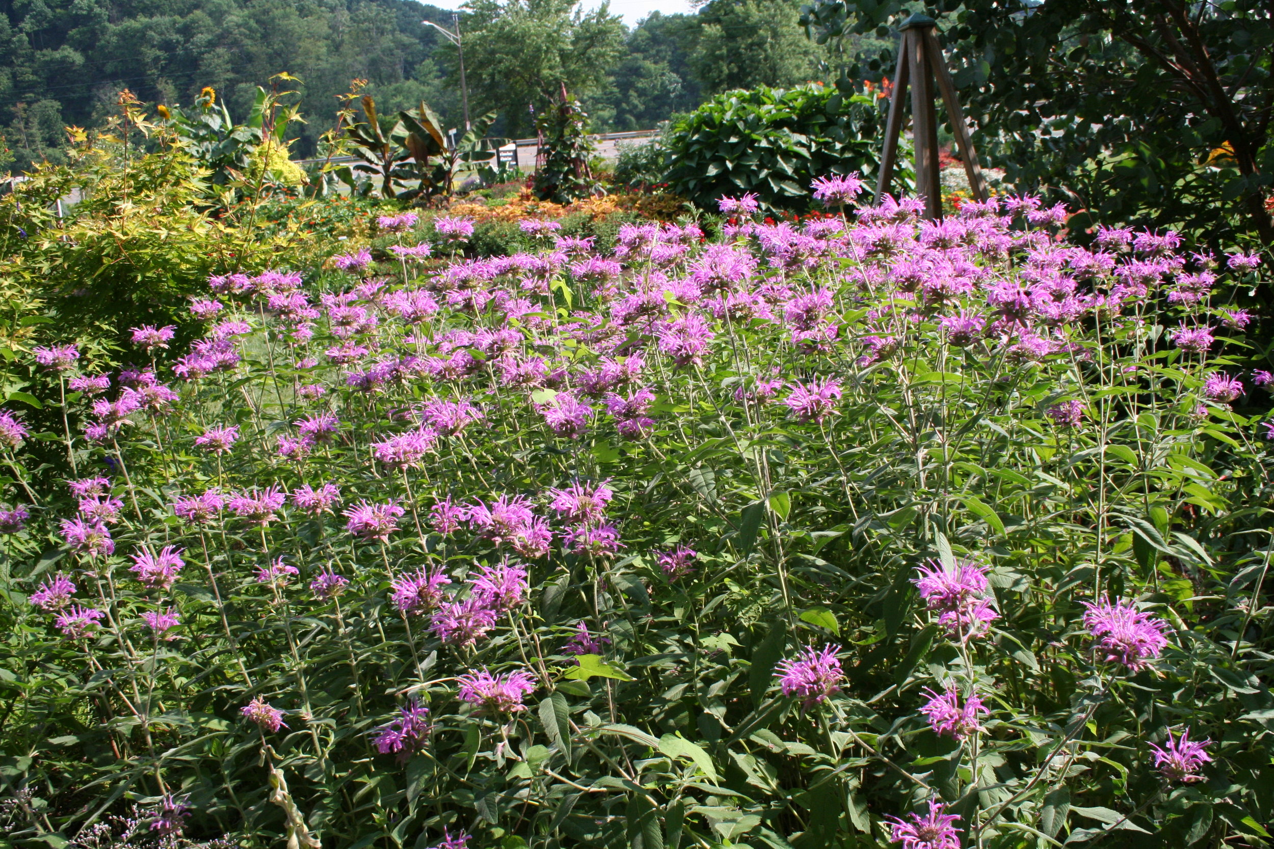 monarda horizontal.JPG