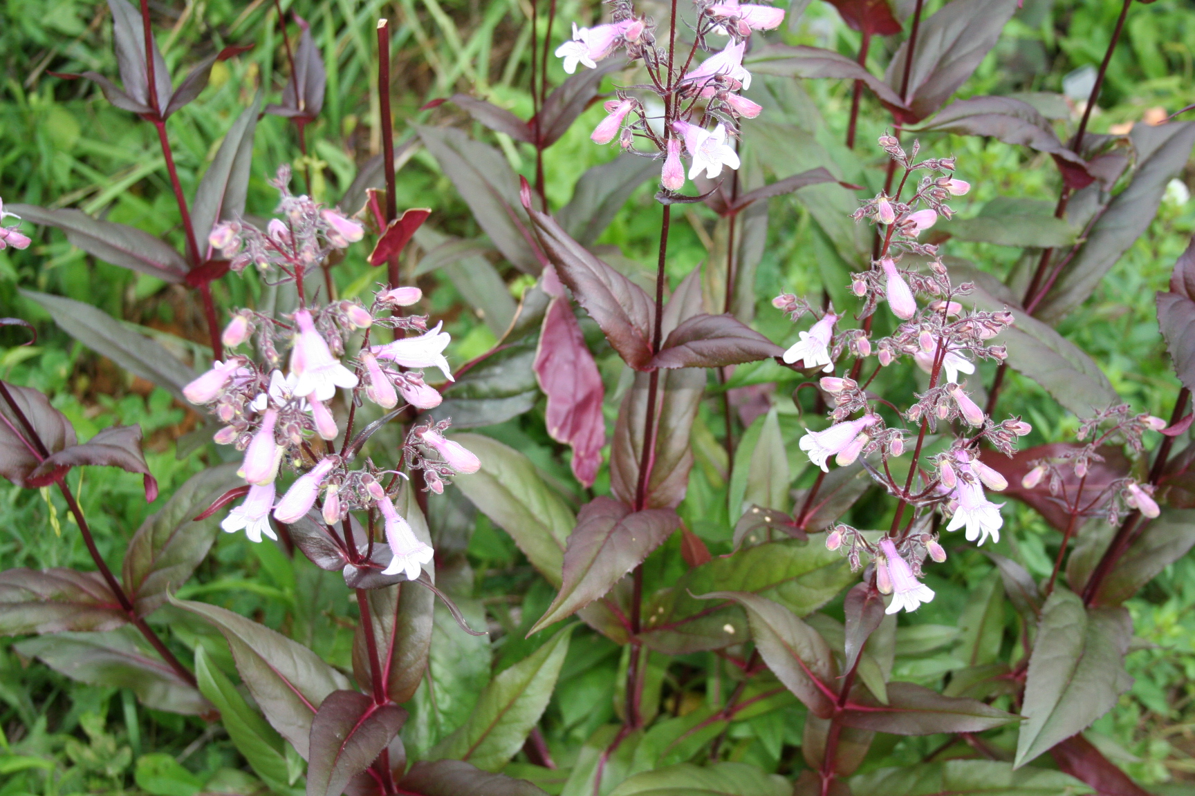 penstemon digitalis.JPG