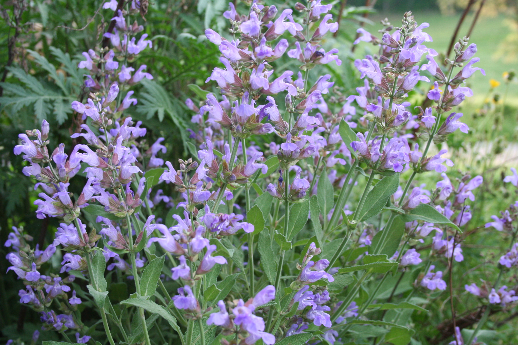 sage in flower horizontal.JPG