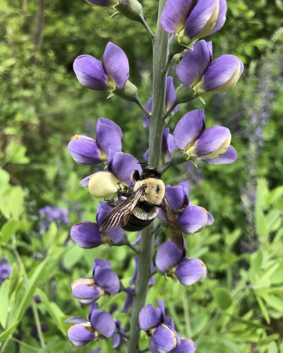 baptisia bee.png