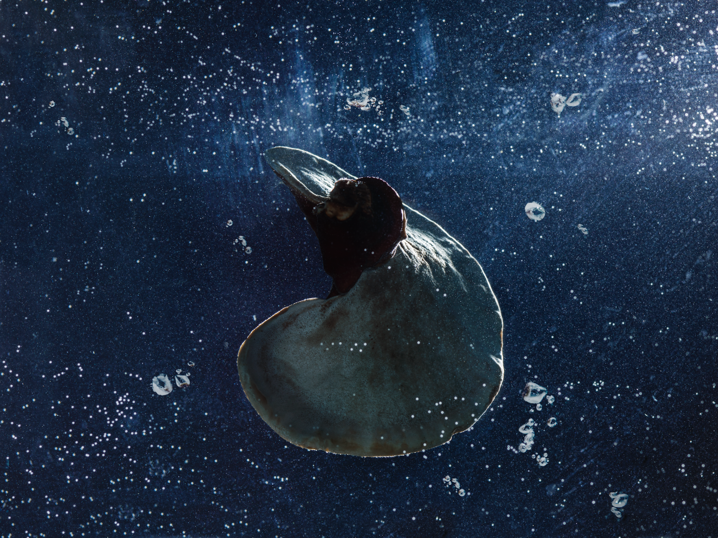 Screen Shot 2016-10-31 at 8.35.29 PM.png