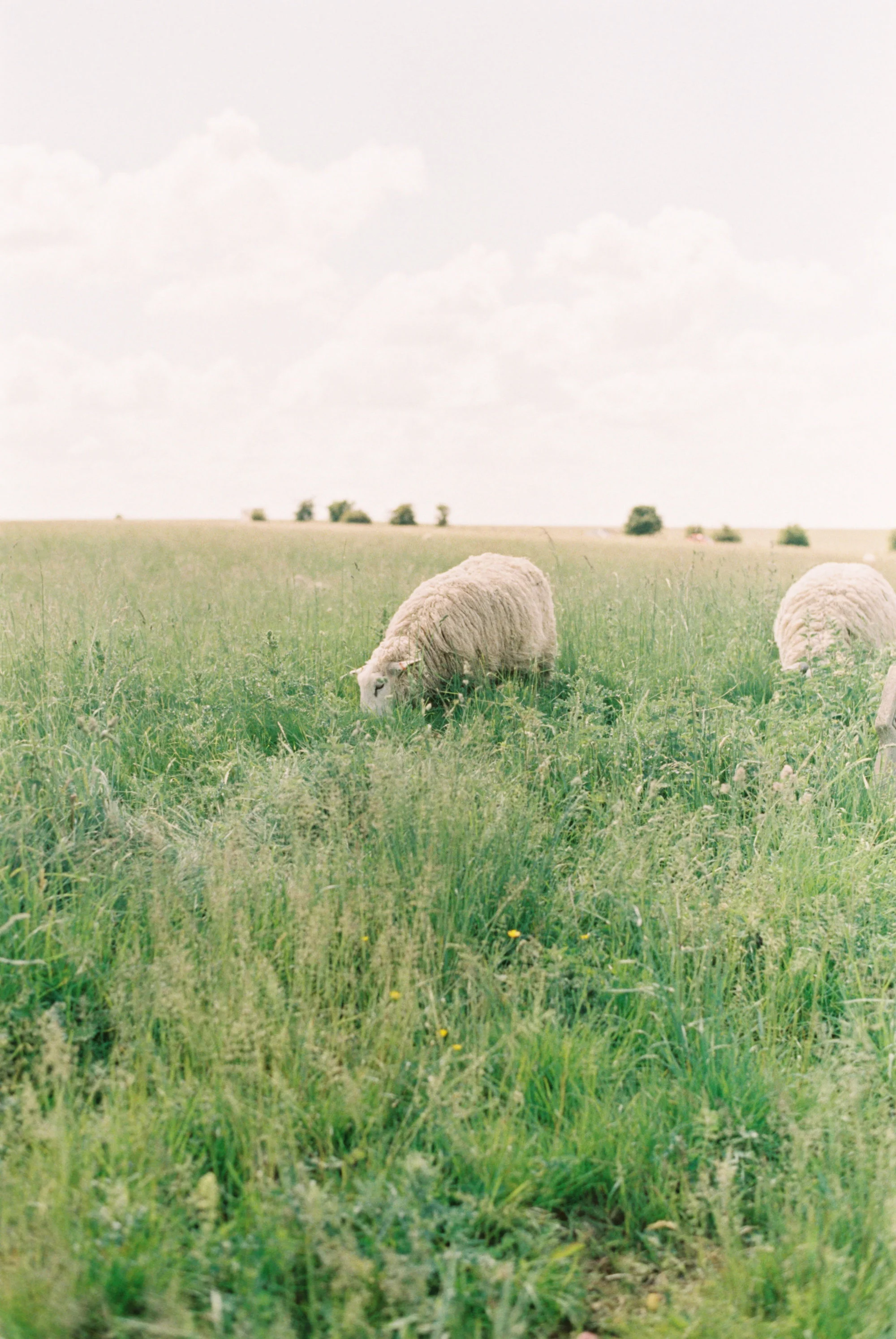 Luxury Wedding Planner UK | Jennifer & Timothy's English Country Manor Wedding | Soft Pink Pale Blue White and Silver Toned Green Neutral Tones American Bride North Cadbury Court | Nicole Colwell Photography 0513.jpg