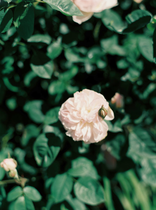 Lily+&+Sage+_+Jennifer+&+Timothy's+English+Country+Manor+Wedding+Soft+Pink+Pale+Blue+White+and+Silver+Toned+Green+Neutral+Tones+American+Bride+North+Cadbury+Court+_+Nicole+Colwell+Photography+0565.jpg