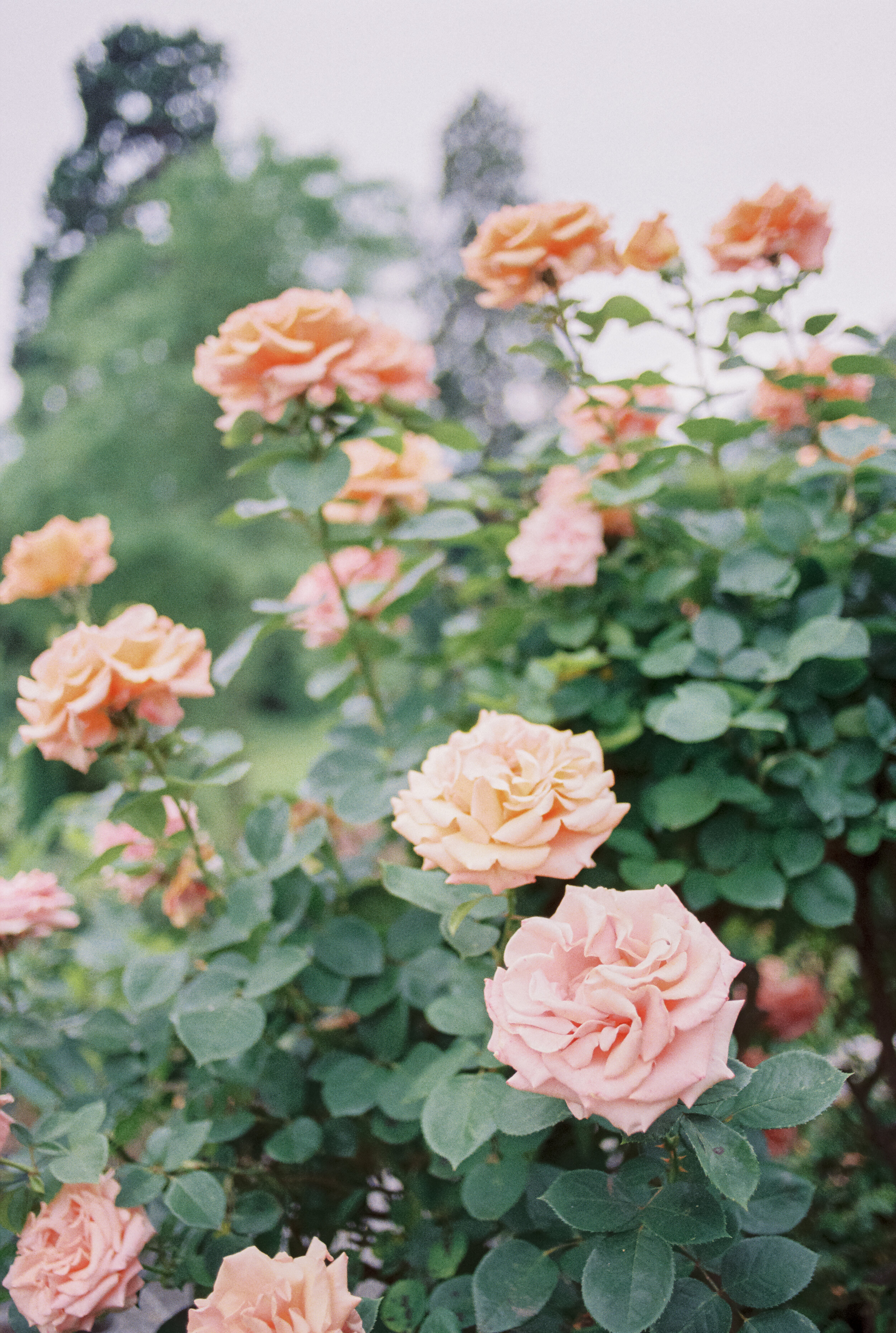 Lily & Sage | Romantic English Castle Wedding | Naomi Kenton Photography