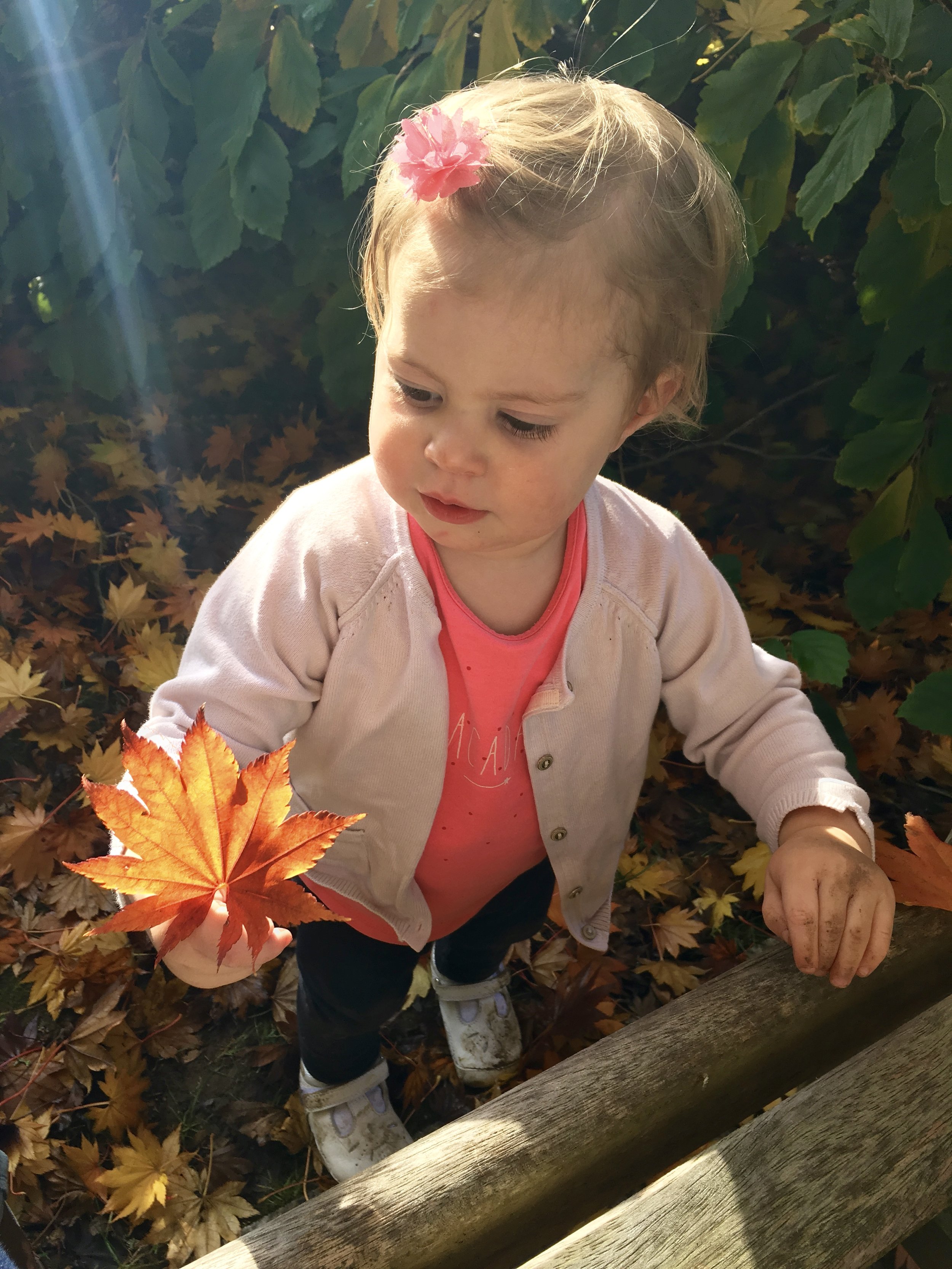 An Autumn walk around Sir Harold Hillier Arboretum & Gardens #autumnwalk #autumncolours #HillierGardens