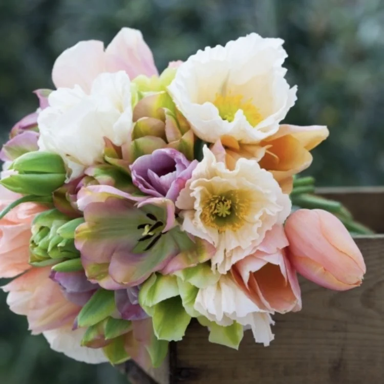 Autumn Bulb Planting | Spring Garden #springflowers #bulblasagne #crocus #daffodil #narcissus #tulip #sarahraven