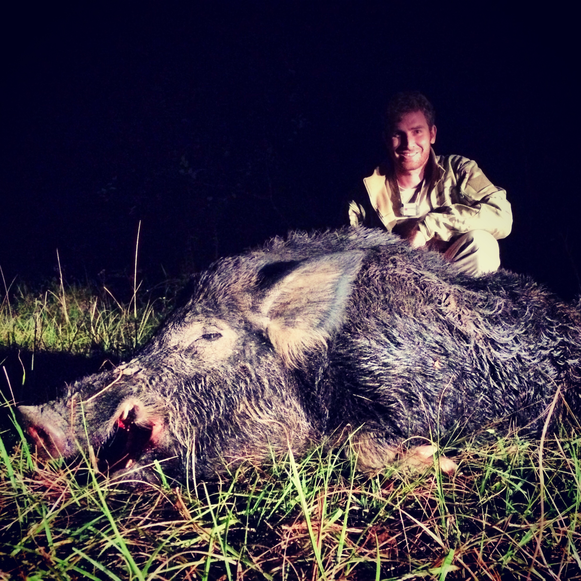 Big old boar