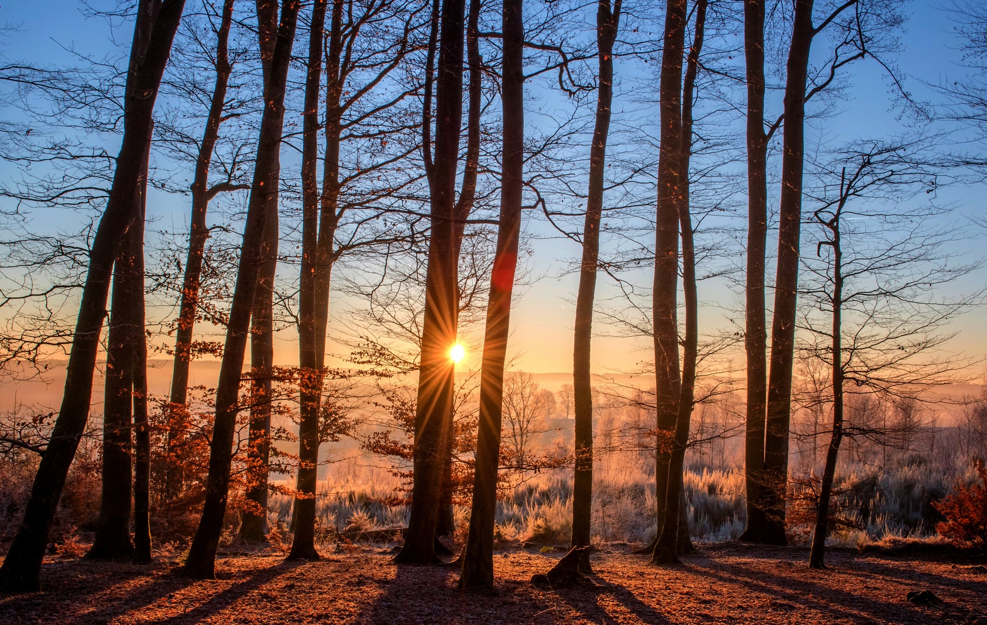 forest-1950402_1920.jpg