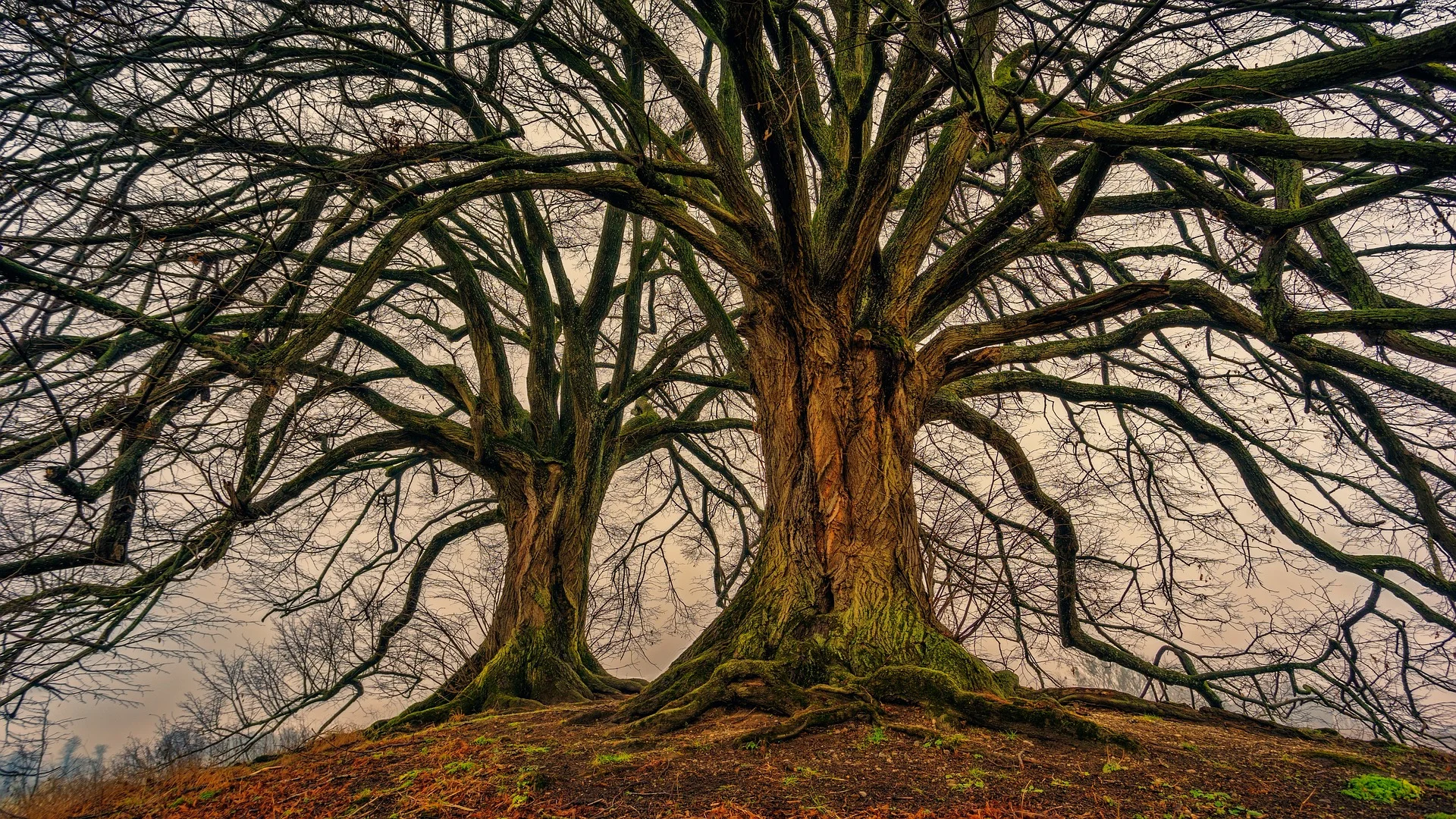 tree-3097419_1920.jpg