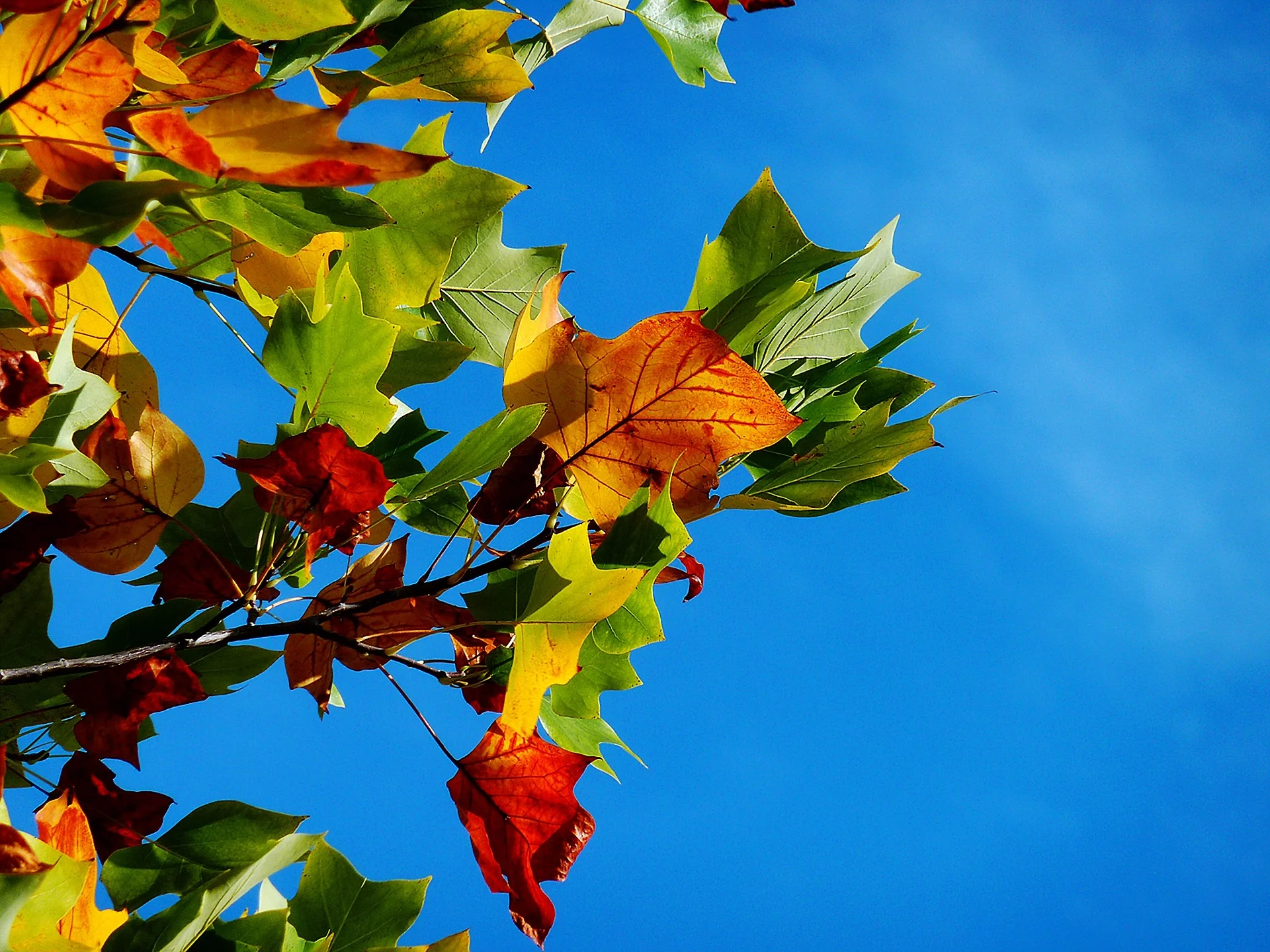 autumn-974882_1920.jpg