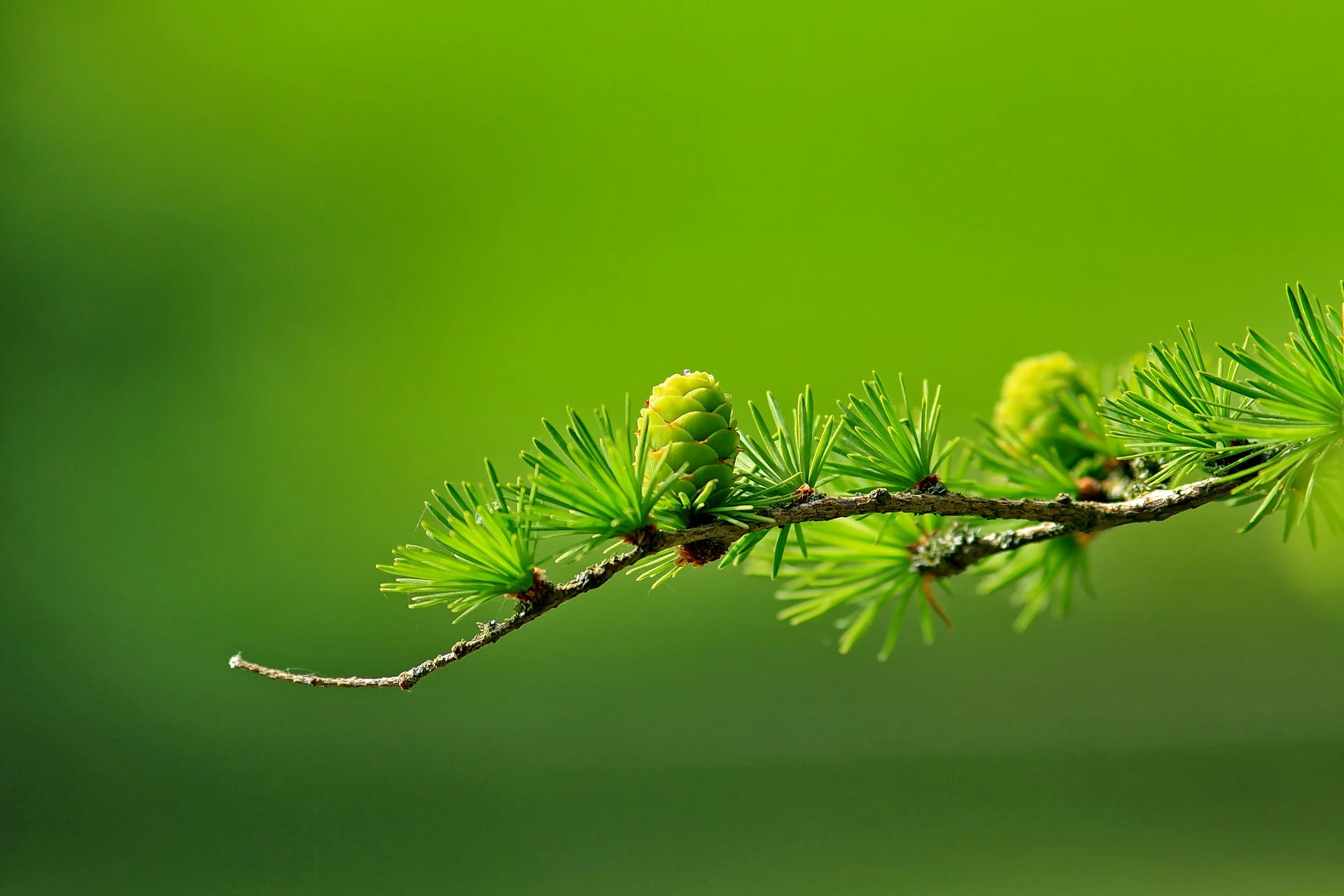 larch-163340_1920.jpg