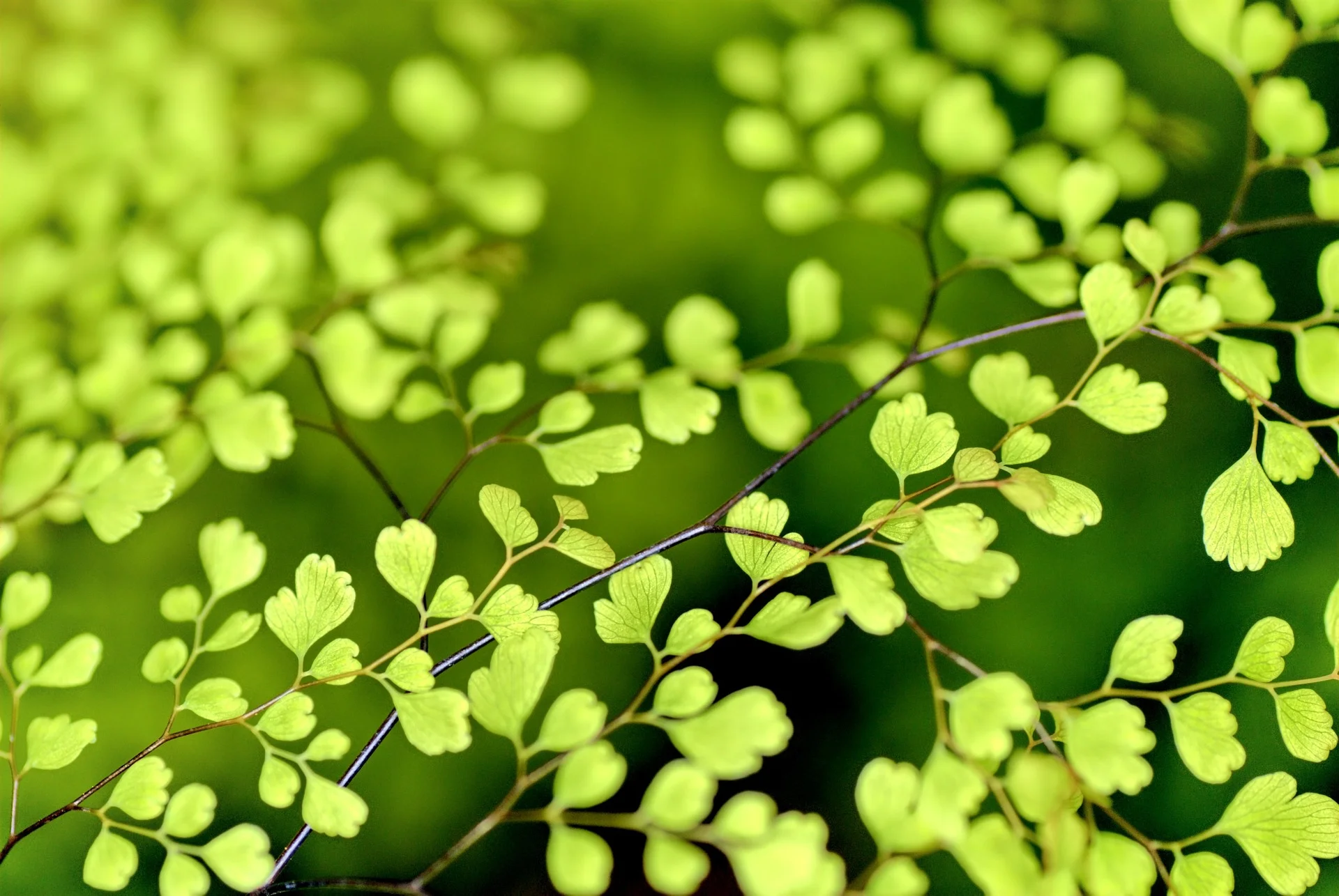 leaves-1037624_1920.jpg