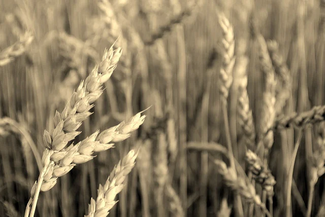 image reproduced under a creative commons license from Richard BH
