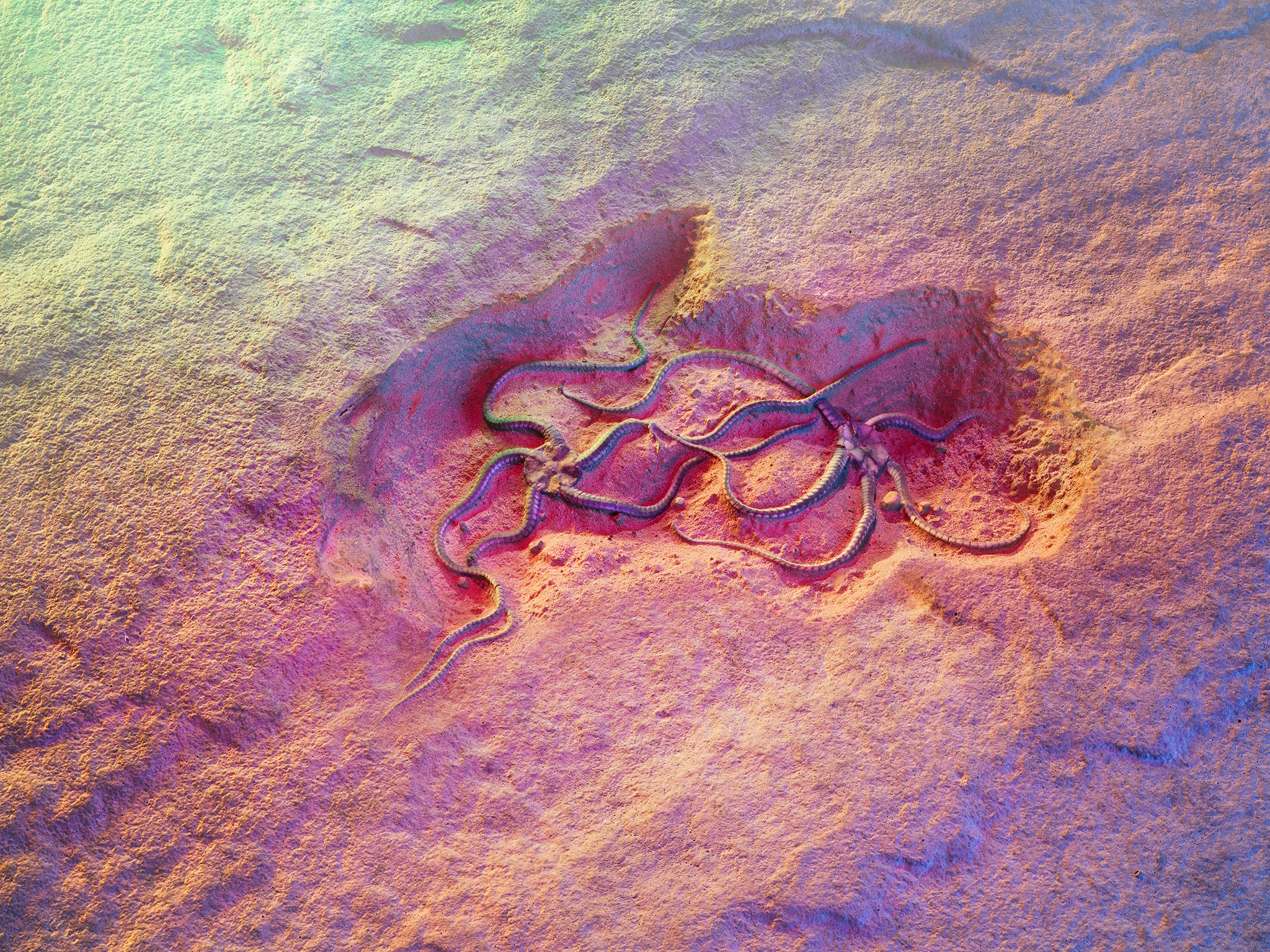  Jurassic starfish, Lyme Regis, 190 million years old. 