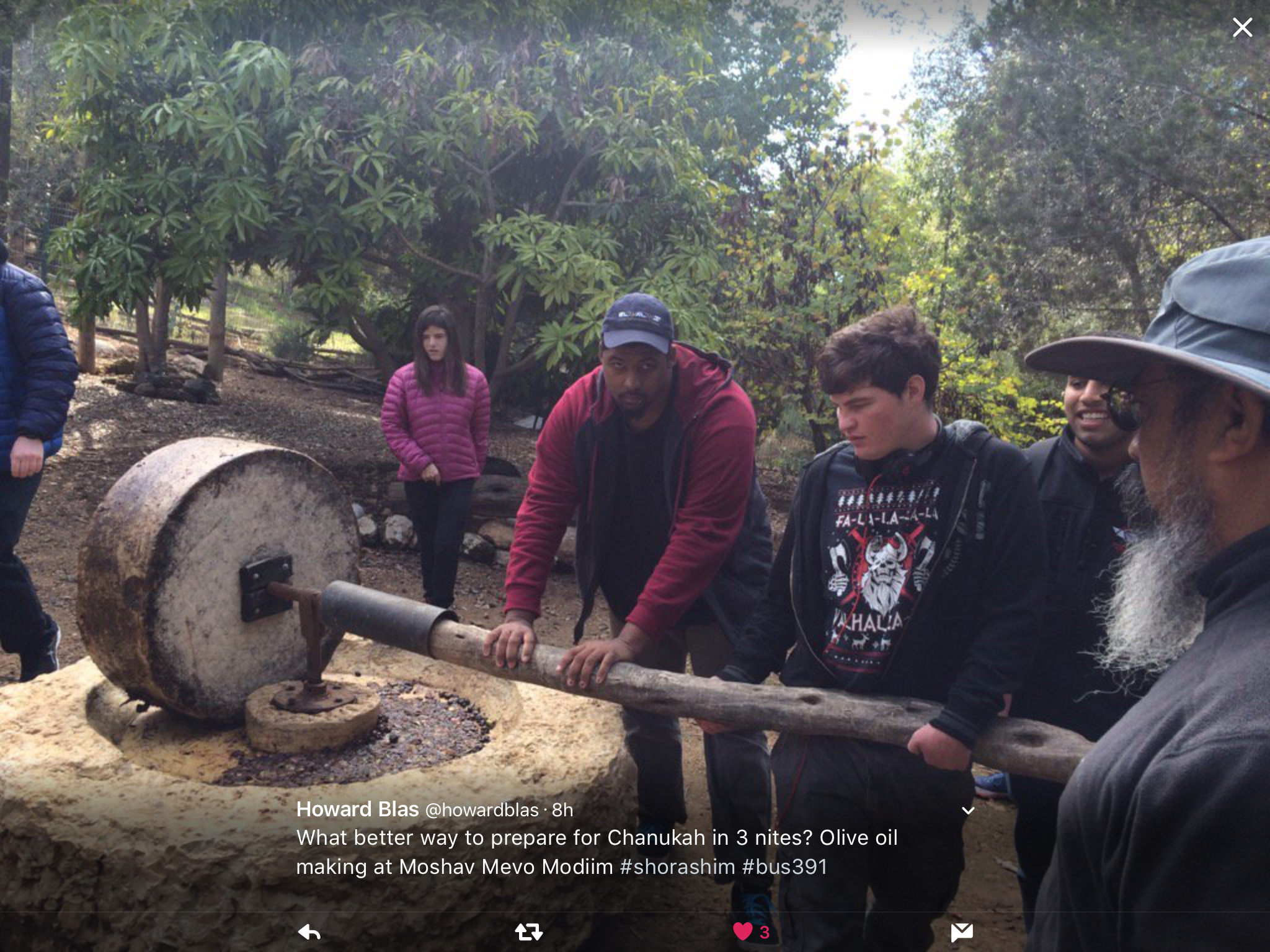 Making Olive Oil