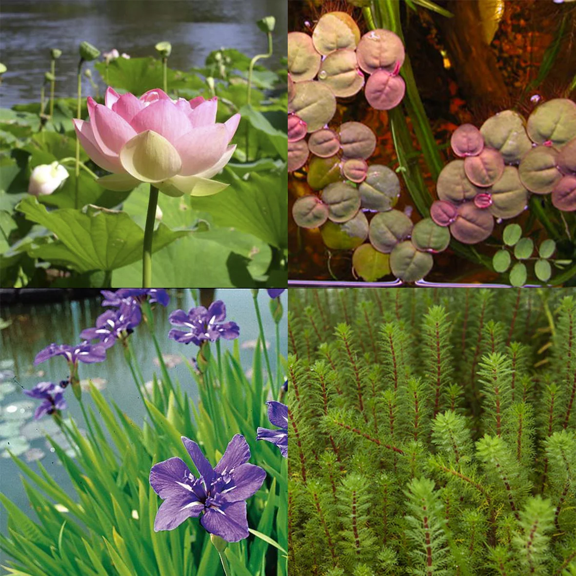 PLANTAS ACUÁTICAS — altascopas