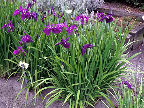 Iris kaempferi1.jpg