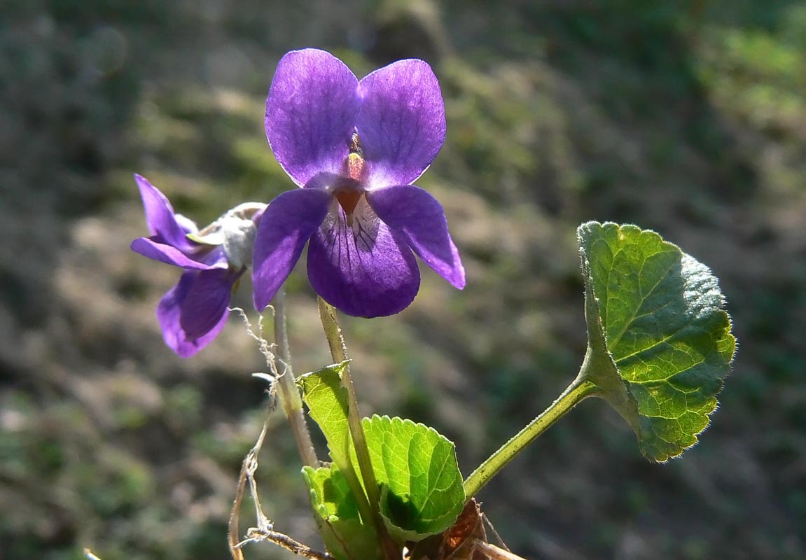 Viola palustris2.jpg