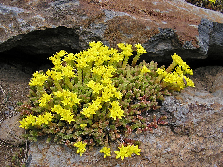 Sedum_acre.jpg