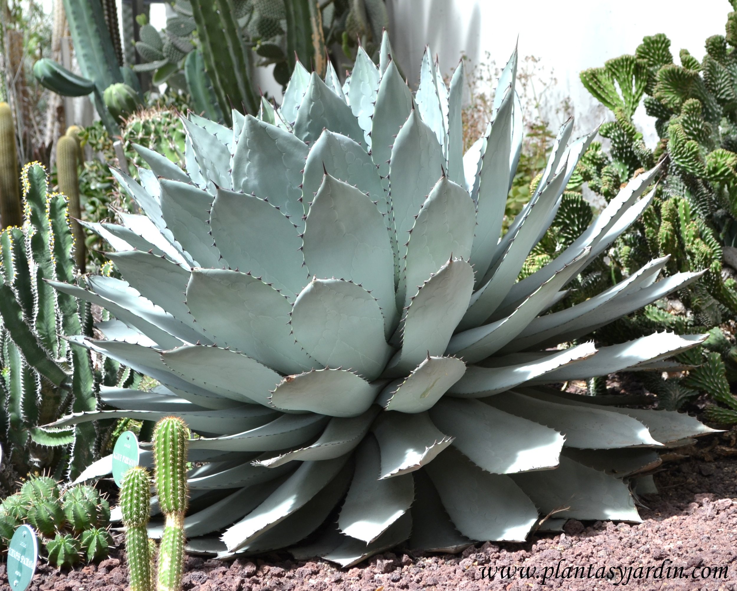 Agave-parrasana-nativa-de-México..jpg