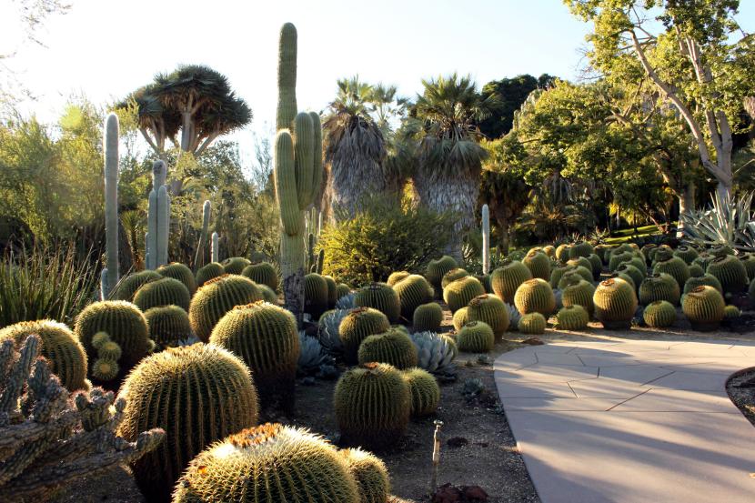 jardin_de_cactus.jpg