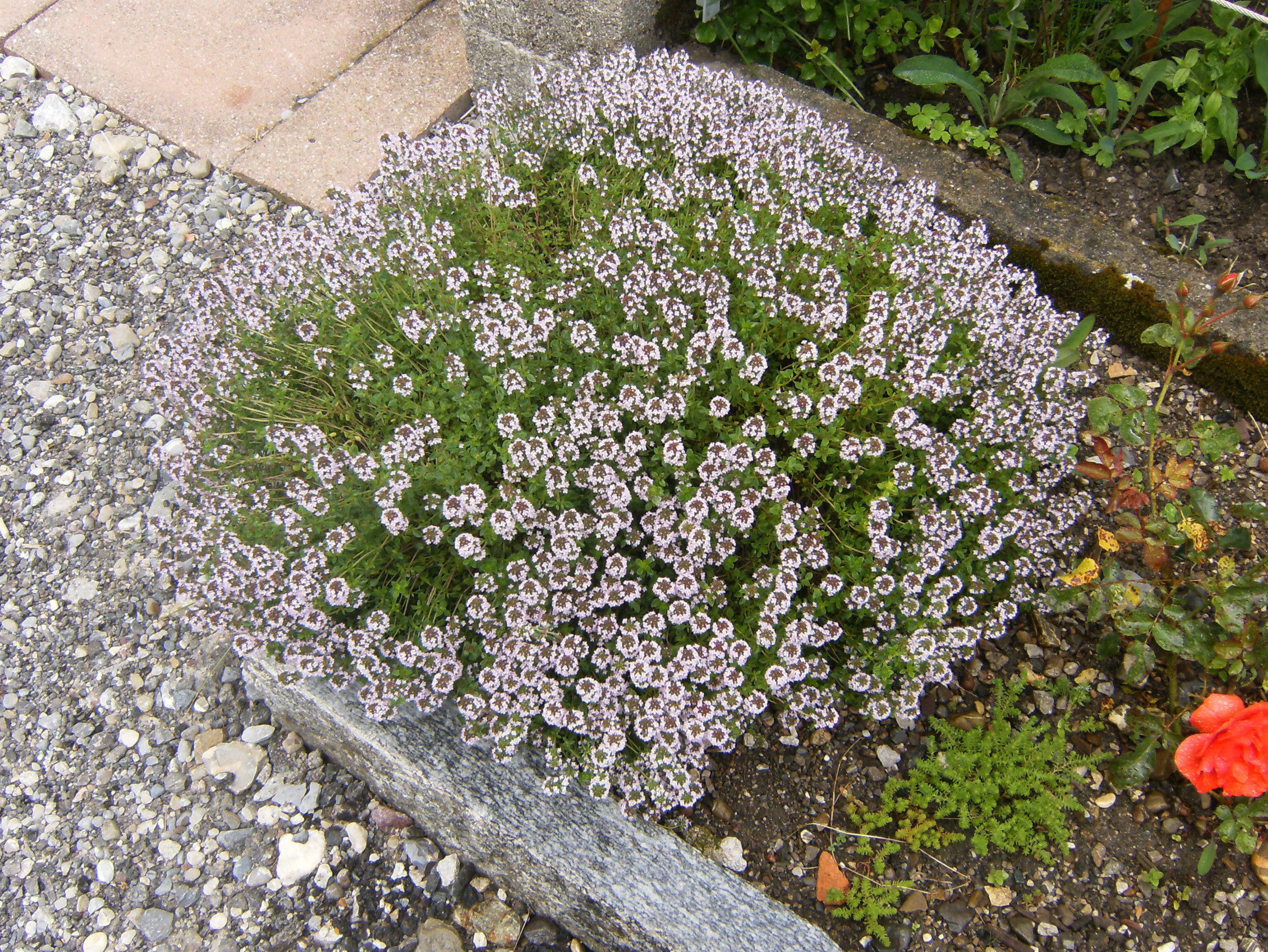 Thymus.vulgaris.2869.JPG