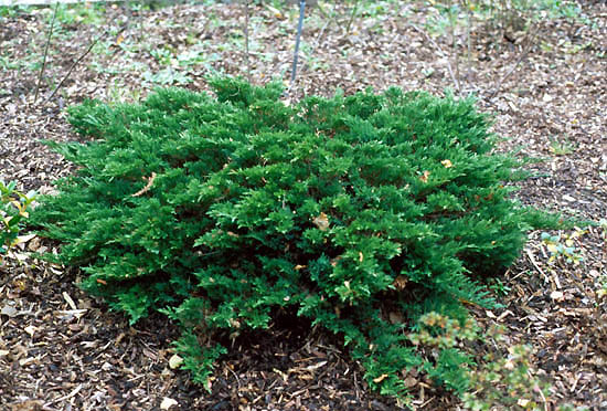 Juniperus sabina 1.jpg