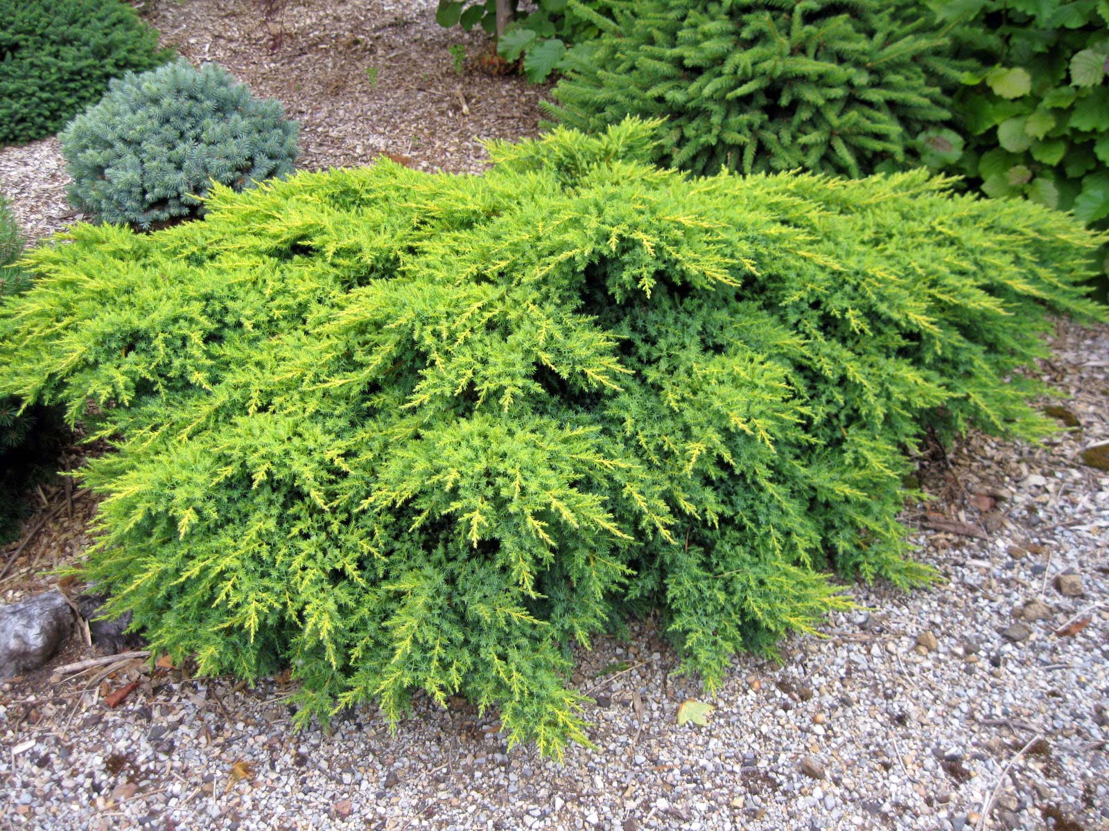 Juniperus x-media &#39;Daubs Frosted&#39; 2 low res.jpg